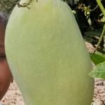 Exotic Mallika Mango - 5kg pack Out of Stock