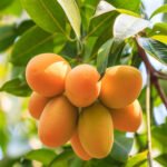 ரசம் / Rasam - 1Kg