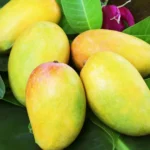 அதிமதுரம் / Athimathuram - 1Kg